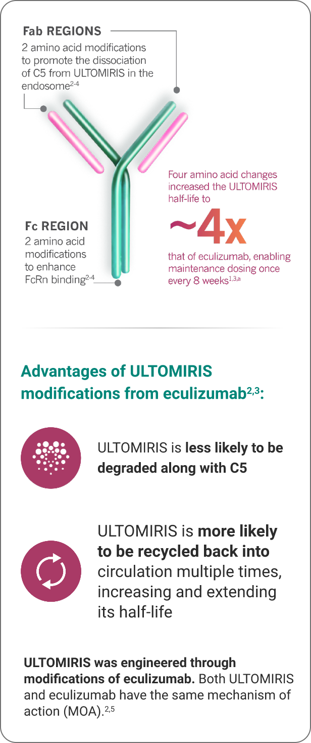 ULTOMIRIS was engineered through modifications of eculizumab. Four amino acid changes increased the ULTOMIRIS half-life to about 4x that of eculizumab, enabling maintenance dosing once every 8 weeks. The ULTOMIRIS molecule includes Fab Regions (to promote the dissociation of C5 from ULTOMIRIS) and an Fc Region (to enhance FcRn binding). ULTOMIRIS is less likely to be degraded along with C5 and is more likely to be recycled back into circulation multiple times, increasing and extending its half-life.